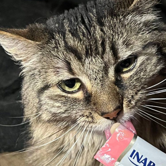 Cat Treats