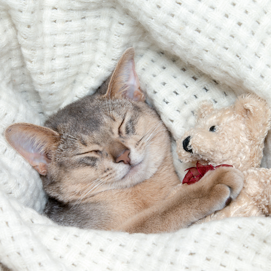 Snuggle Bundle