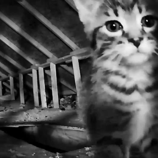 Motion Activated Night Vision Trail Camera