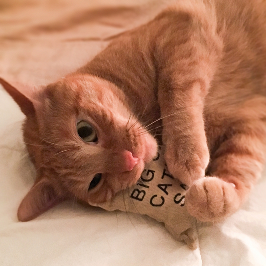 Catnip and toys