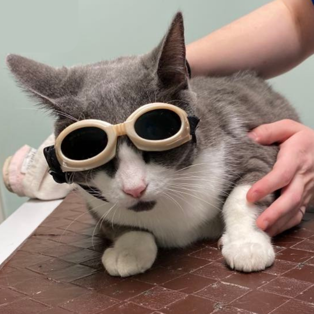 Cold Laser Treatment