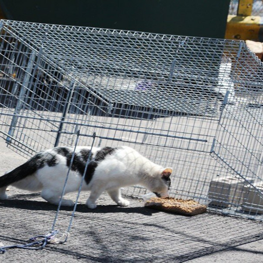 Drop Trap for Community Cat TNR