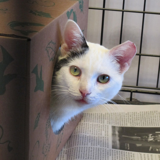 Hidey Box for a Shy Cat