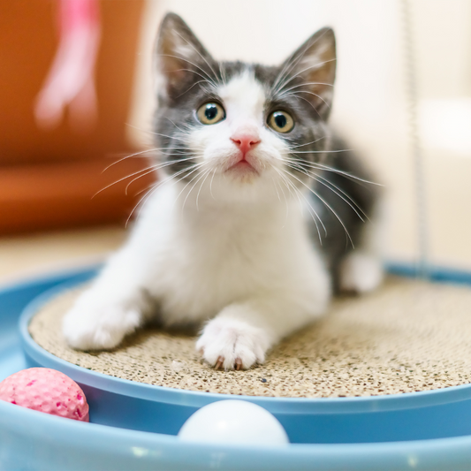 Ball Track Toy