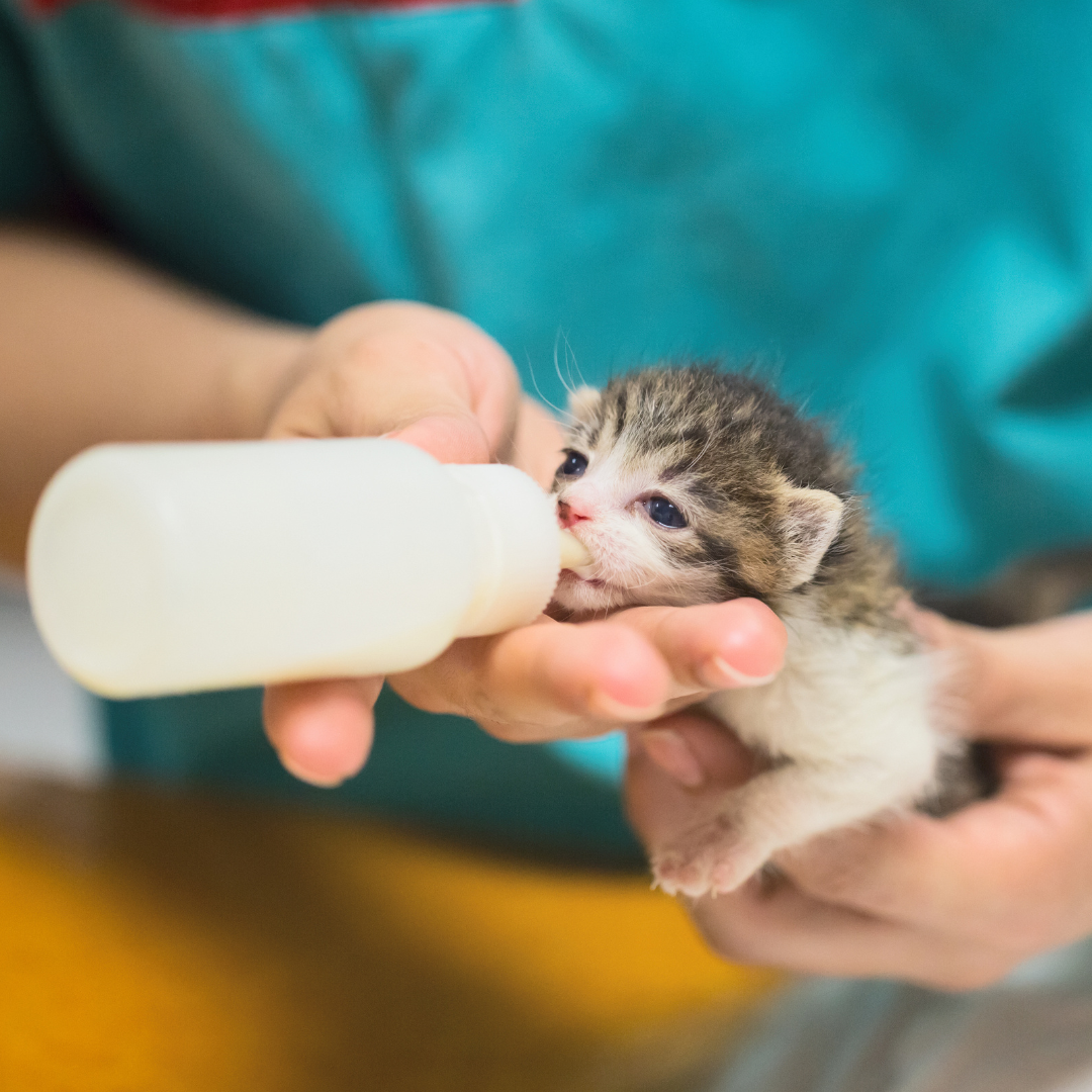 Can A Kitten Have Baby Formula | ppgbbe.intranet.biologia.ufrj.br