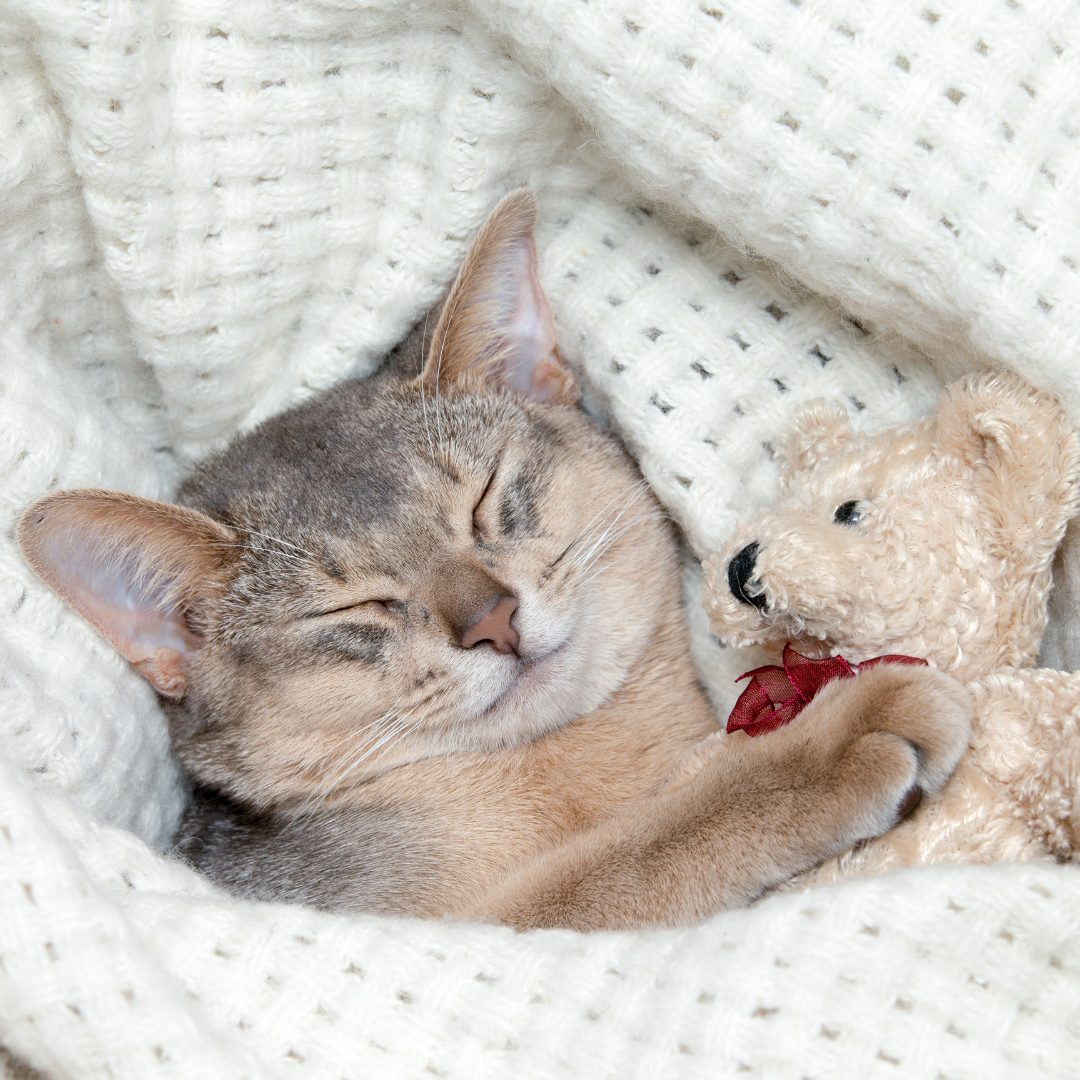 Snuggle Cat Blanket