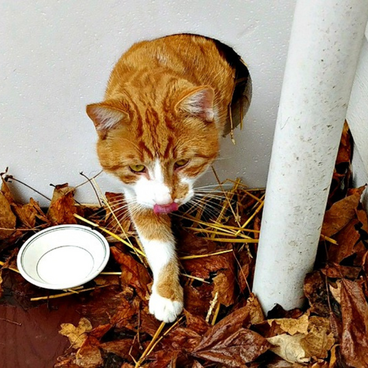 Winter Shelter for an Outside Cat