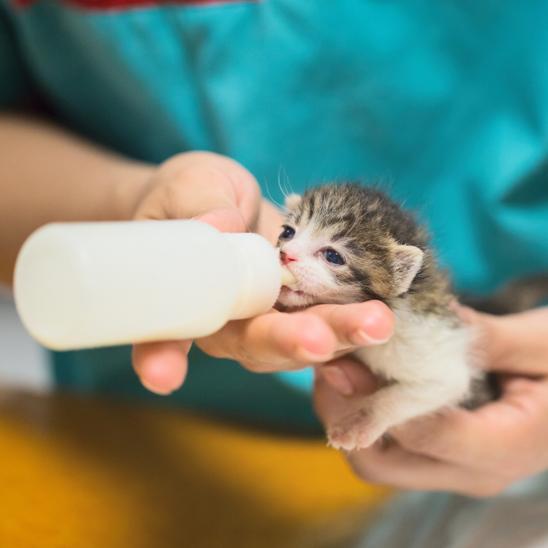 Kitten Milk Replacement Powder