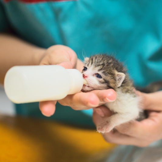 Kitten Milk Replacement Powder